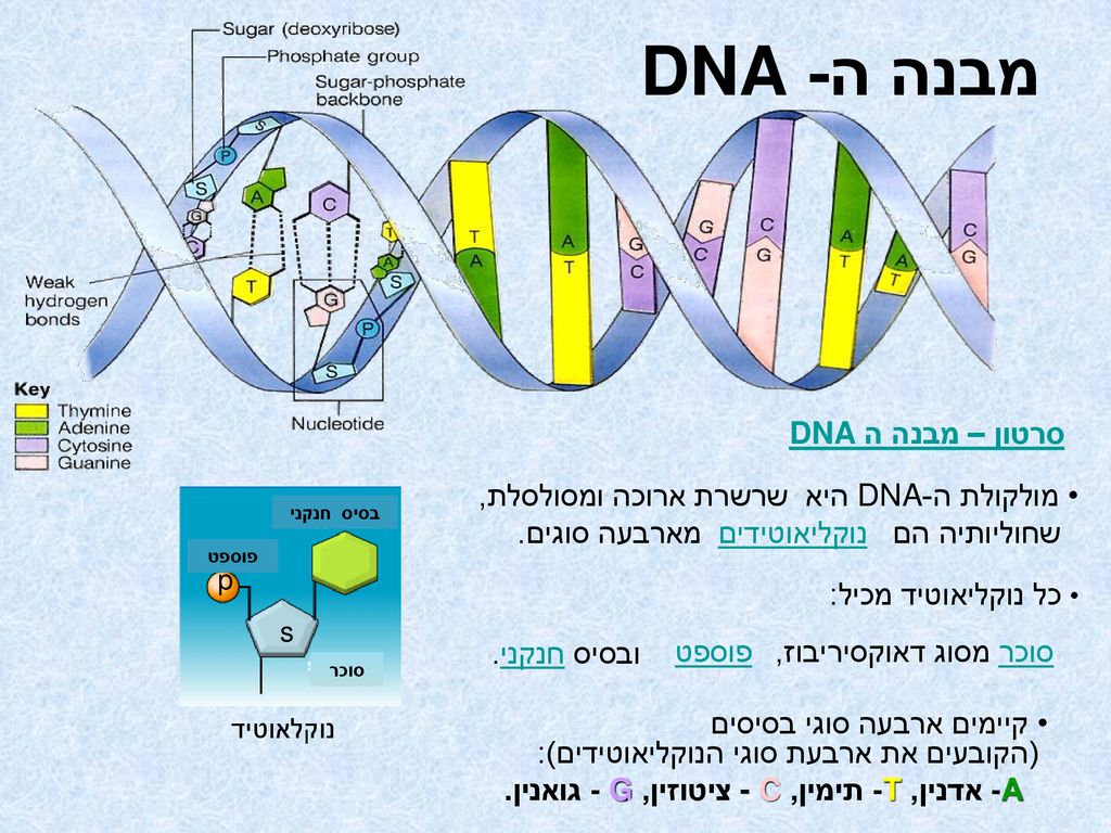 מבנה ה- DNA סרטון – מבנה הDNA מולקולת ה-DNA היא שרשרת ארוכה ומסולסלת,
