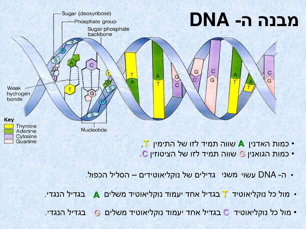 מבנה ה- DNA כמות האדנין A שווה תמיד לזו של התימין T,