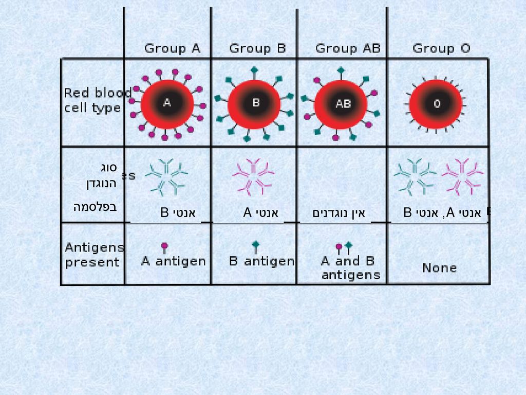סוג הנוגדן בפלסמה אנטי B אנטי A אין נוגדנים אנטי A, אנטי B