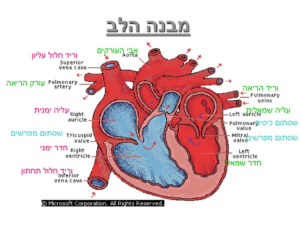 מבנה הלב אבי העורקים וריד חלול עליון עורק הריאה וריד הריאה עליה ימנית