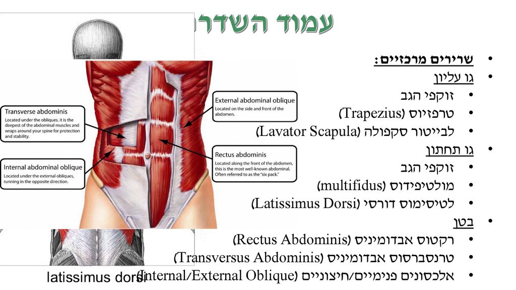 עמוד השדרה שרירים מרכזיים: גו עליון זוקפי הגב טרפזיוס (Trapezius)