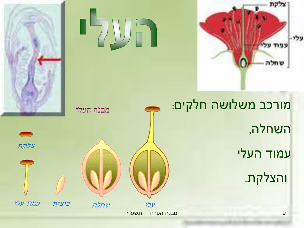 העלי מורכב משלושה חלקים: השחלה, עמוד העלי והצלקת. מבנה הפרח תשס ז