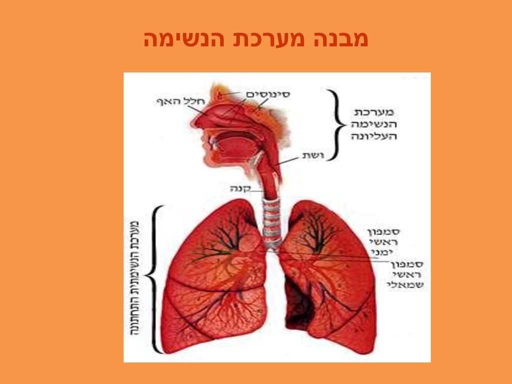 מבנה מערכת הנשימה
