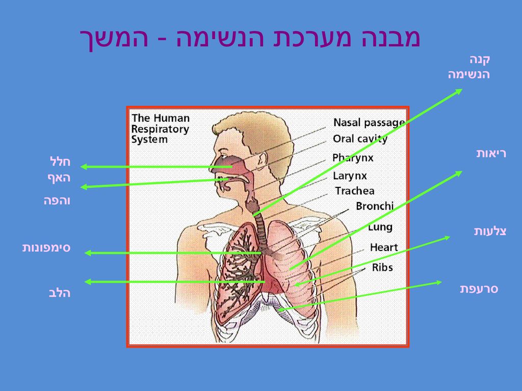 מבנה מערכת הנשימה - המשך