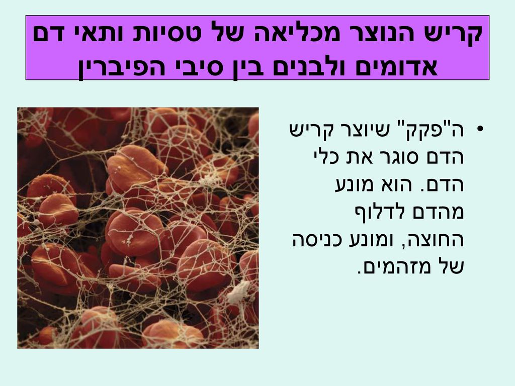 קריש הנוצר מכליאה של טסיות ותאי דם אדומים ולבנים בין סיבי הפיברין