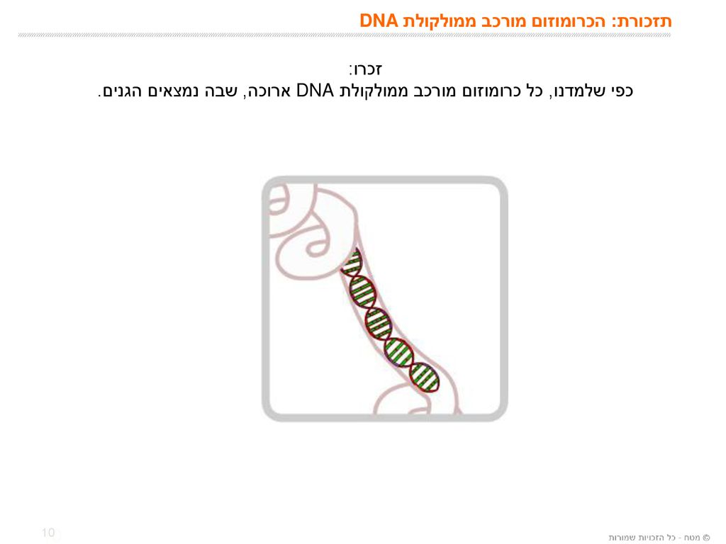 תזכורת: הכרומוזום מורכב ממולקולת DNA
