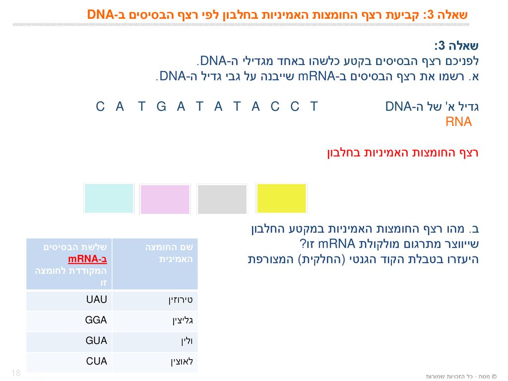 שאלה 3: קביעת רצף החומצות האמיניות בחלבון לפי רצף הבסיסים ב-DNA