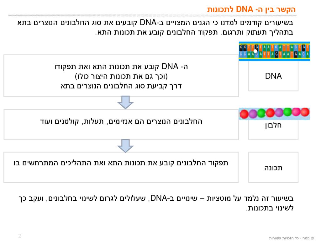ה- DNA קובע את תכונות התא ואת תפקודו (וכך גם את תכונות היצור כולו)
