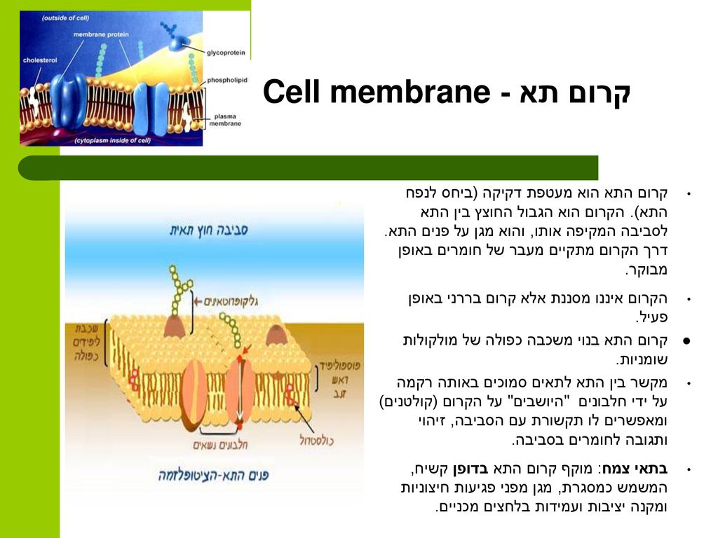 קרום תא - Cell membrane