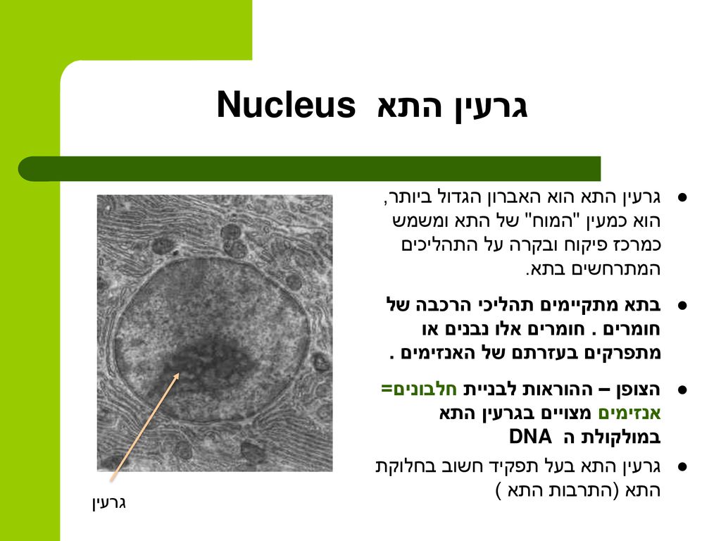 גרעין התא Nucleus גרעין התא הוא האברון הגדול ביותר, הוא כמעין המוח של התא ומשמש כמרכז פיקוח ובקרה על התהליכים המתרחשים בתא.