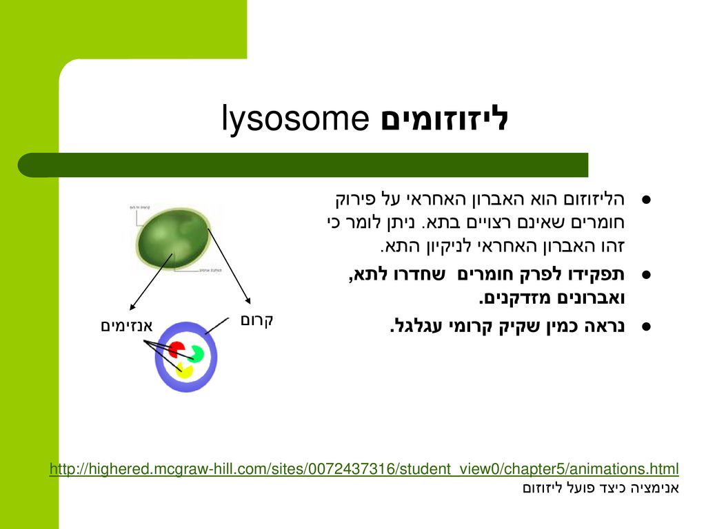 ליזוזומים lysosome הליזוזום הוא האברון האחראי על פירוק חומרים שאינם רצויים בתא. ניתן לומר כי זהו האברון האחראי לניקיון התא.