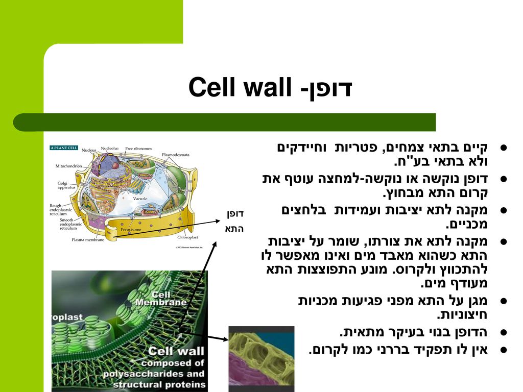דופן- Cell wall קיים בתאי צמחים, פטריות וחיידקים ולא בתאי בע ח.