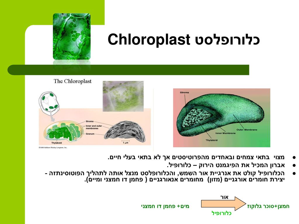כלורופלסט Chloroplast