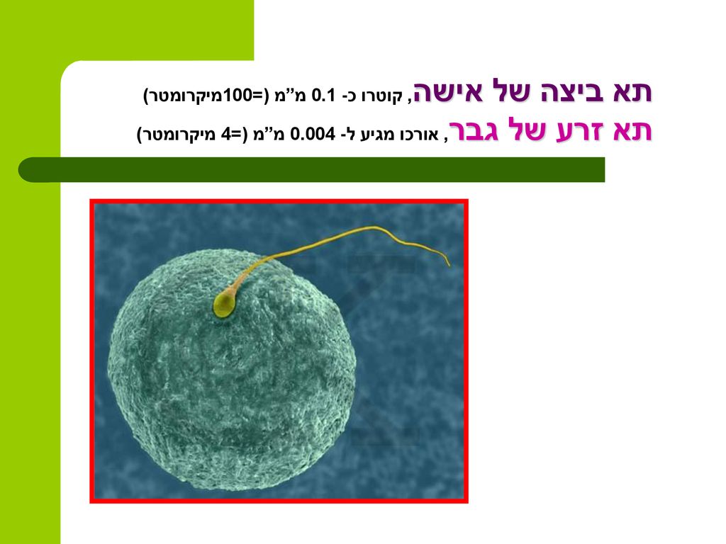 תא ביצה של אישה, קוטרו כ- 0.1 מ מ (=100מיקרומטר) תא זרע של גבר, אורכו מגיע ל מ מ (=4 מיקרומטר)