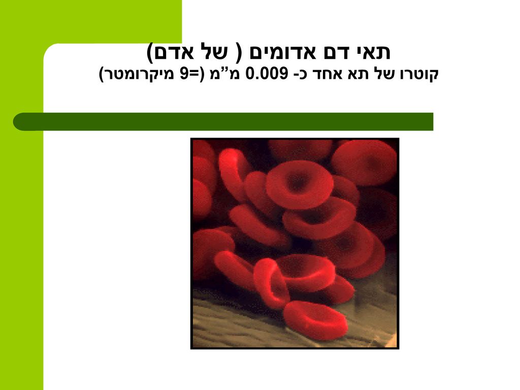 תאי דם אדומים ( של אדם) קוטרו של תא אחד כ מ מ (=9 מיקרומטר)