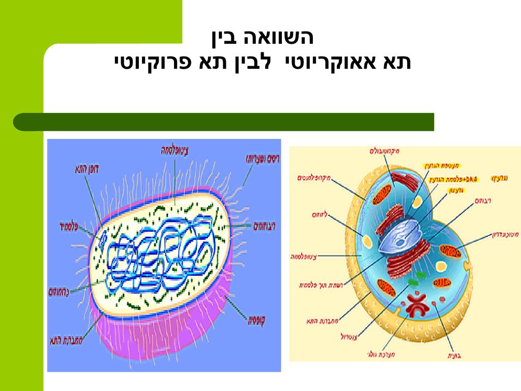 השוואה בין תא אאוקריוטי לבין תא פרוקיוטי