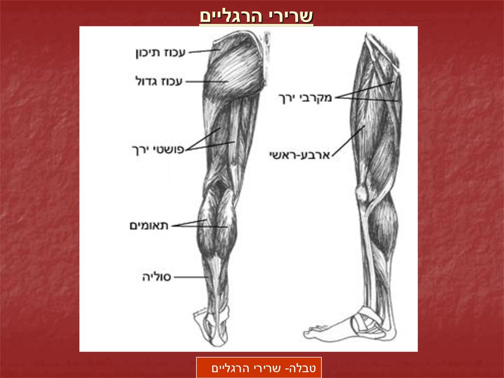 שרירי הרגליים טבלה- שרירי הרגליים