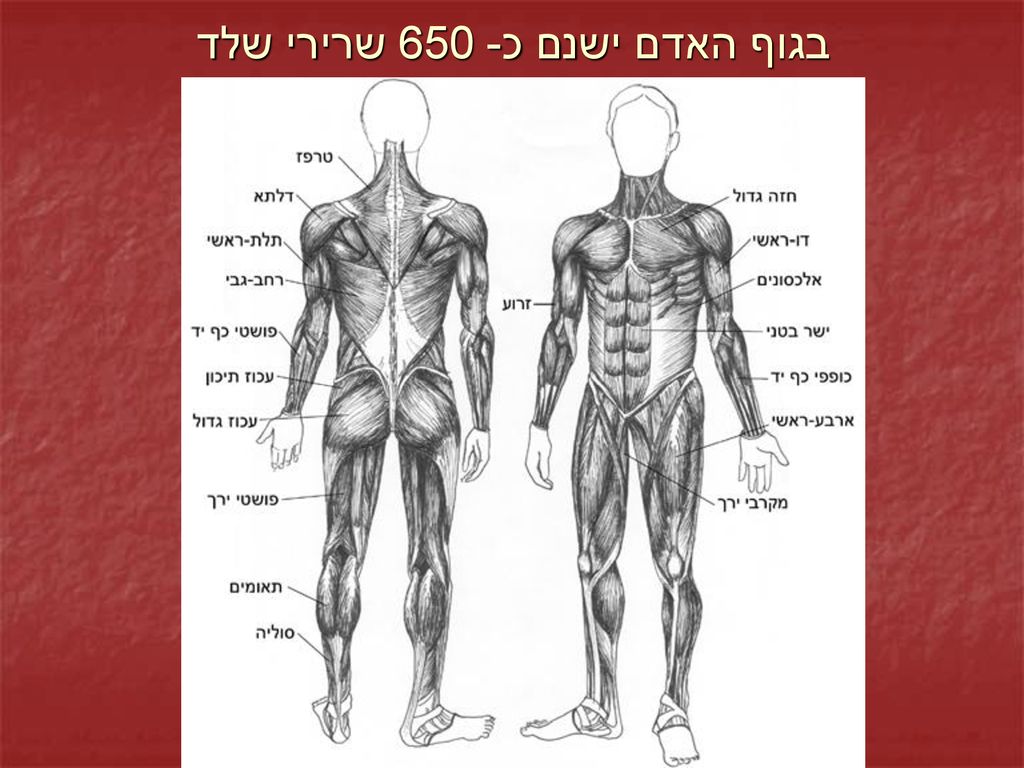 בגוף האדם ישנם כ- 650 שרירי שלד